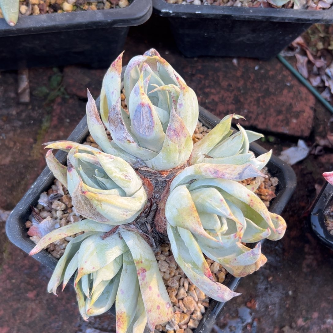 布瑞东尼～一物一拍754