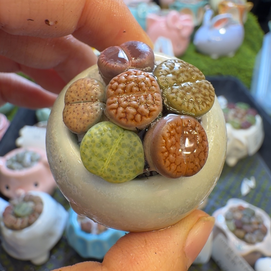 多肉植物福利冲604