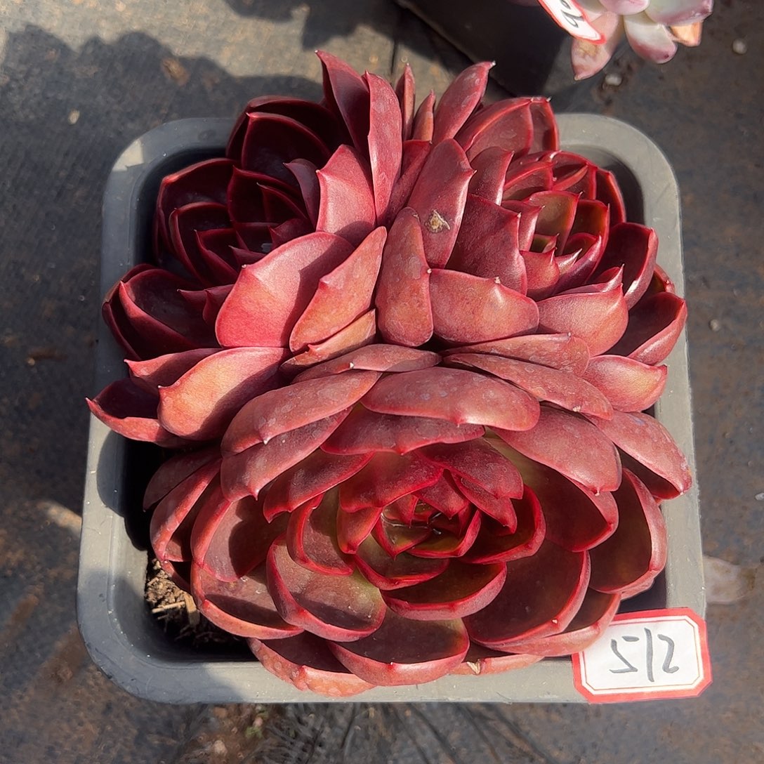 512号红灯一物一拍