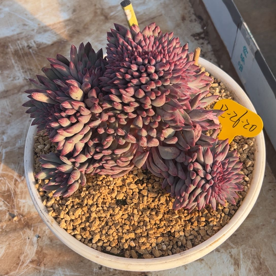 芣***一12-26-20虞美人缀多肉植物