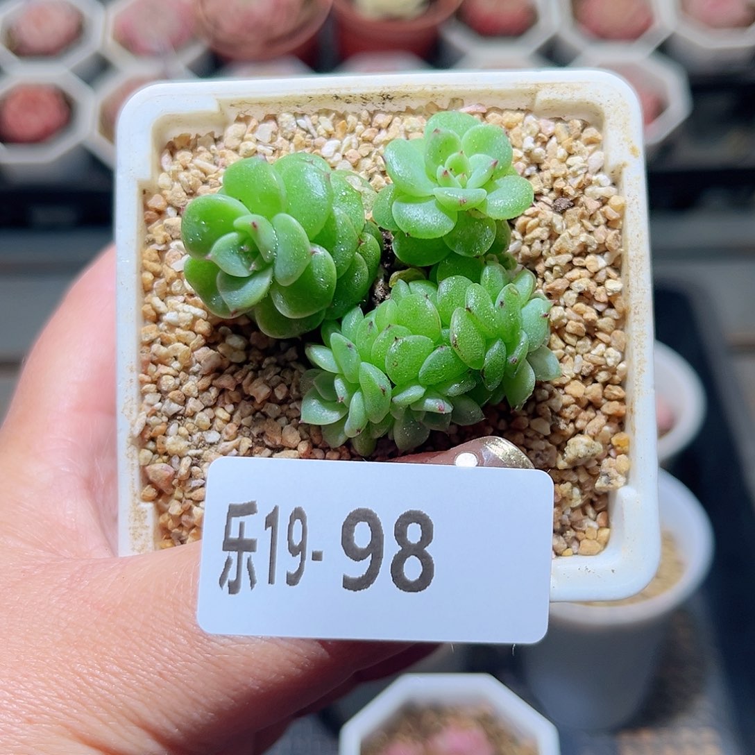 乐19-98 麦秆不包整