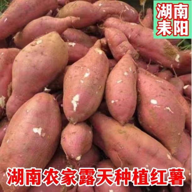正宗沙地糖心蜜薯新鲜现挖流油软糯香甜番薯