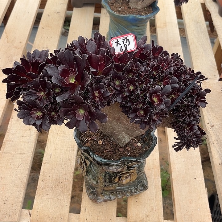 多肉大*欧紫124456