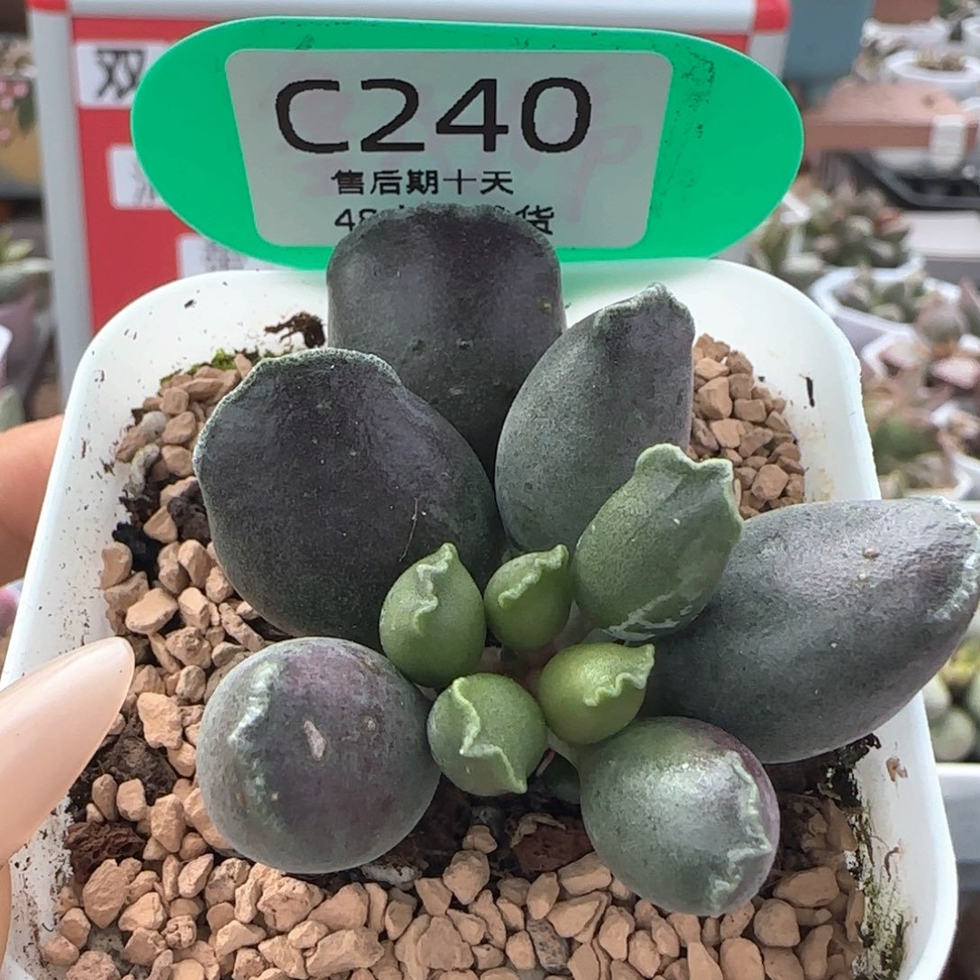 紫海豹。    240。      