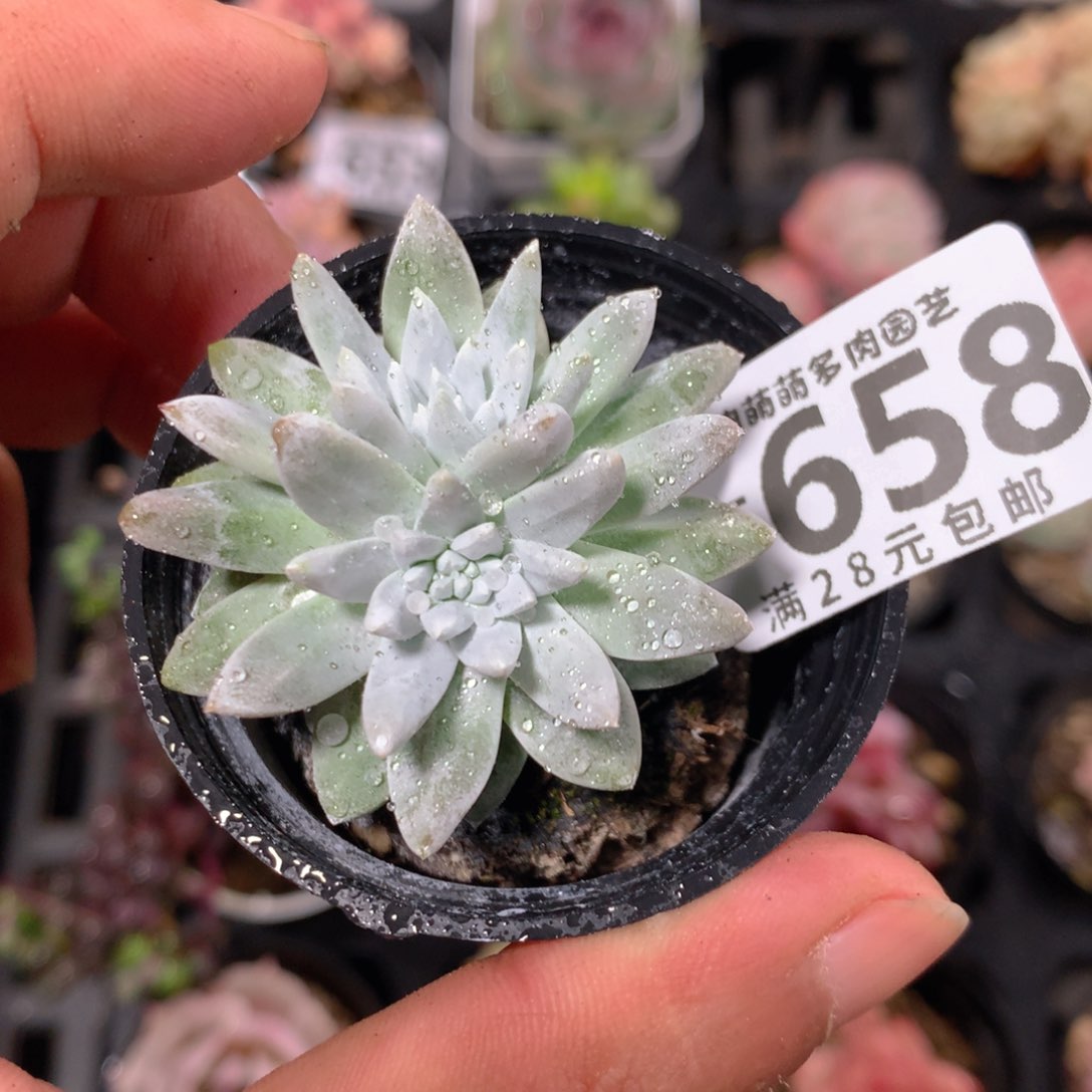 5CM拇指盆精控多肉YT658