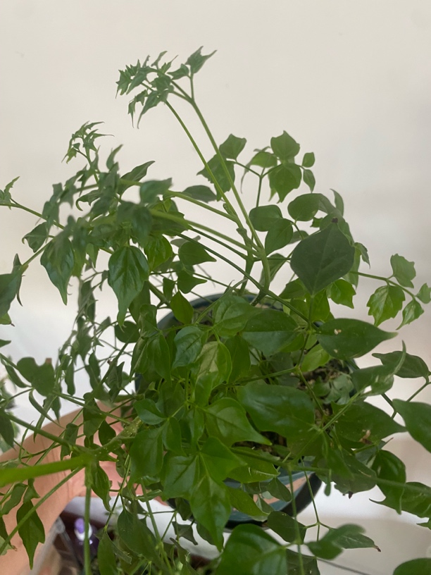 大盆嘉伦盆观叶花卉幸福树