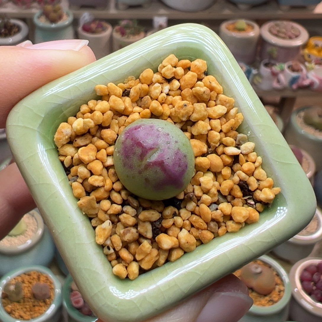 多肉植物118号少将杂