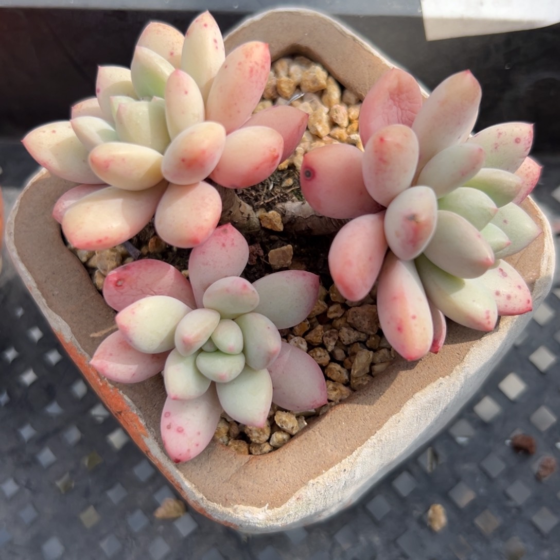 白马精控多肉一物一拍