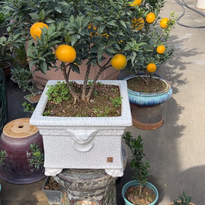 无花朵八房柑盆景绿植园艺