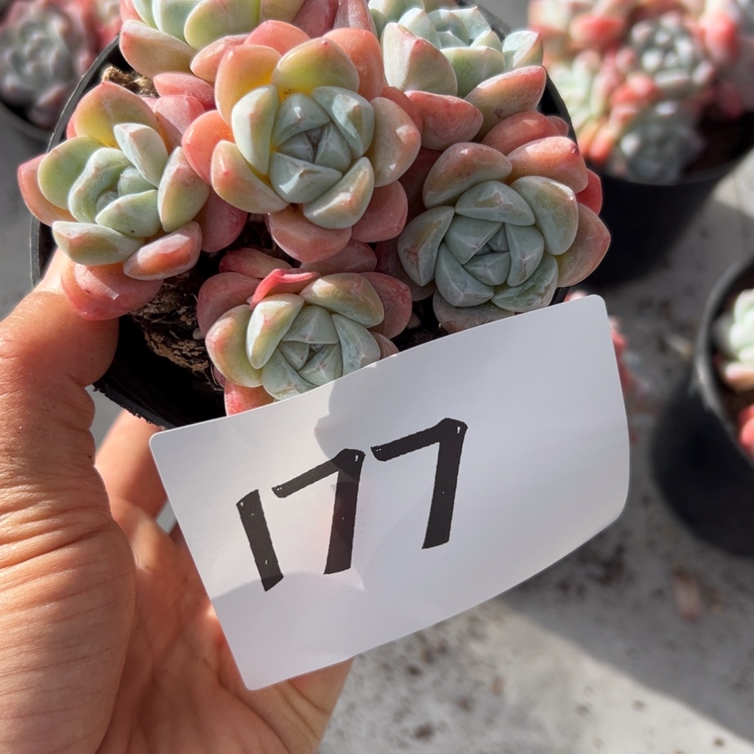 风***铃177、发反反复复反反复复