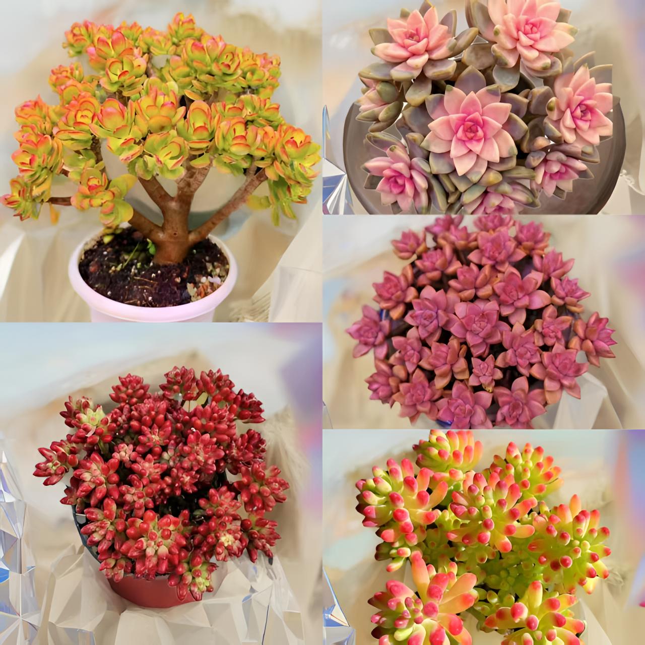 L老桩摇钱树多肉组合 喜阳耐旱越晒越红新手好养 云南基地发货