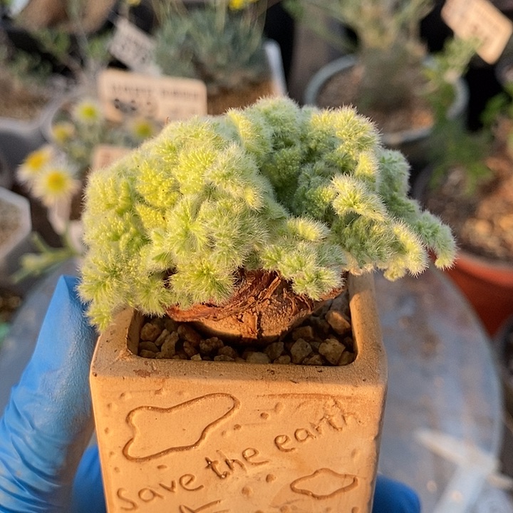 915羽叶洋葵带盆一一一一