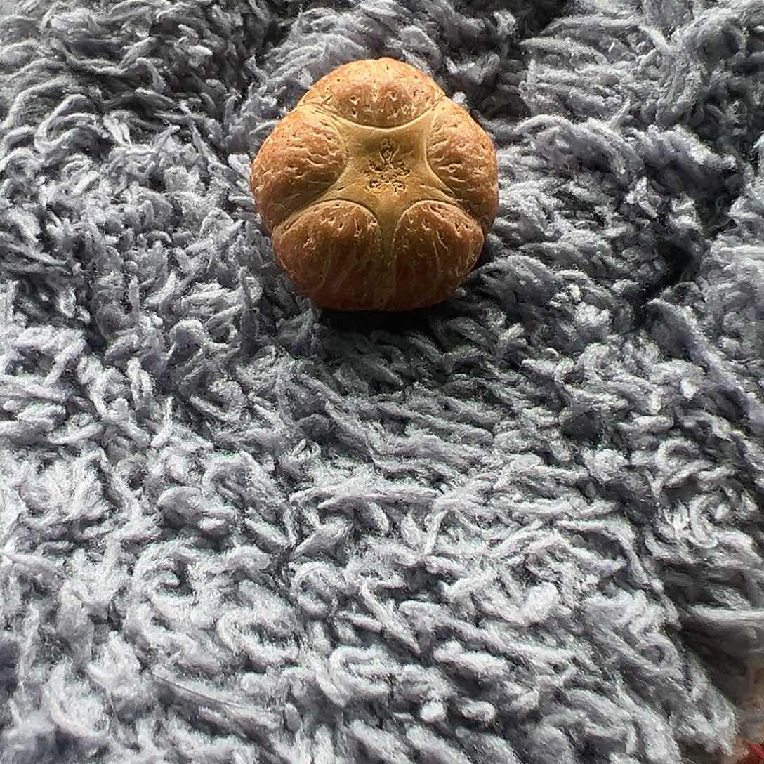 简***凡吊坠麒麟眼菩提五星