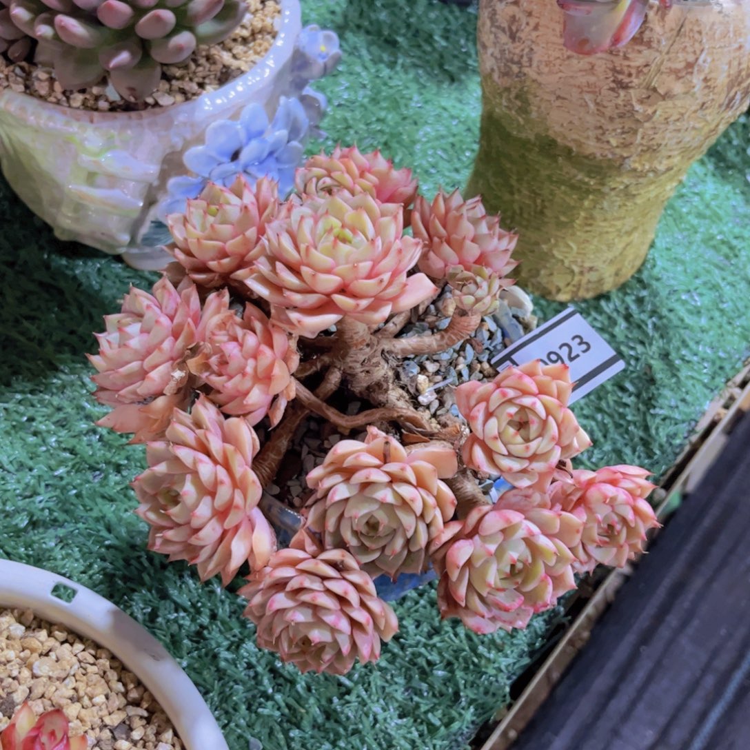 笨吧多肉植物0923