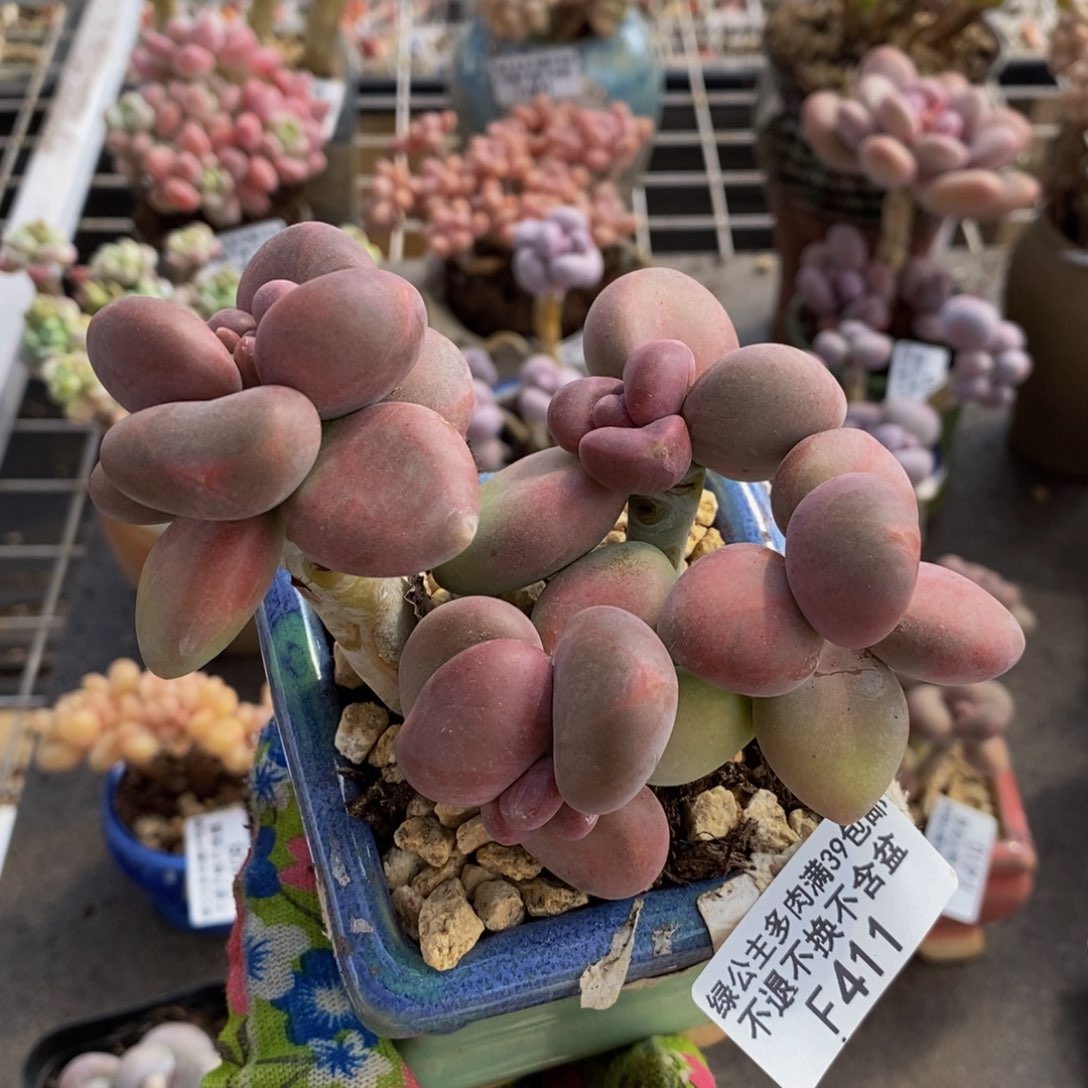 芒果奶酪金蟾Kk奶411/9c m