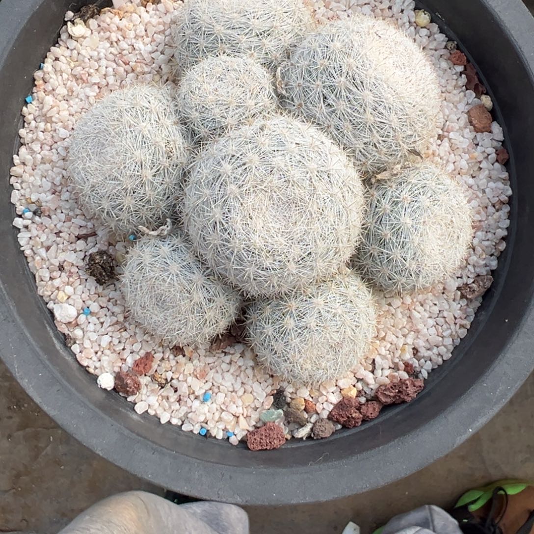 不***班211实生根雪白丸仙人球多肉植物