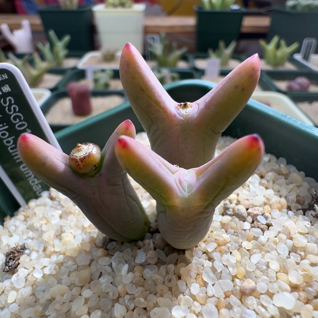 263优选0136皮卡丘全红体三头