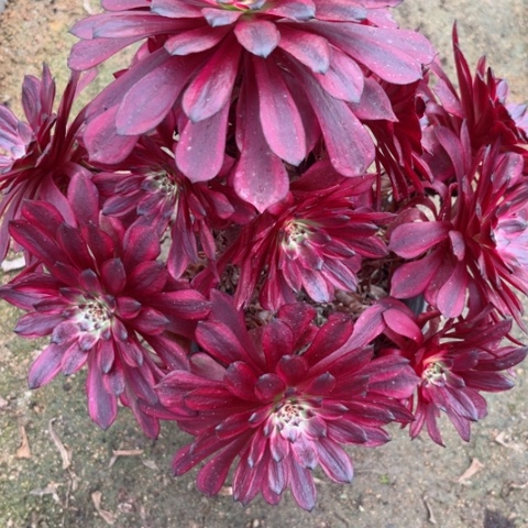 多肉植物美姬变异锦。