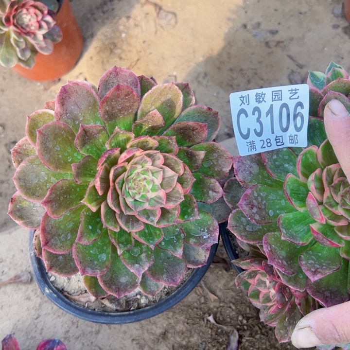 莲花座多肉植物法师组合3106
