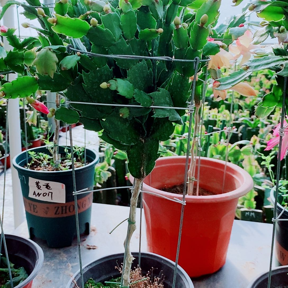 悦***爱完全开放叶仙嫁接一物一拍