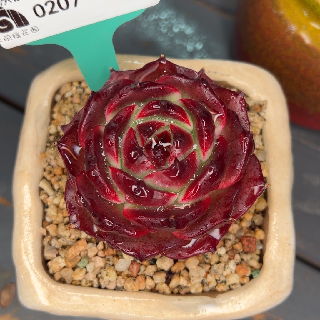 从前慢多肉精选编号0207.168