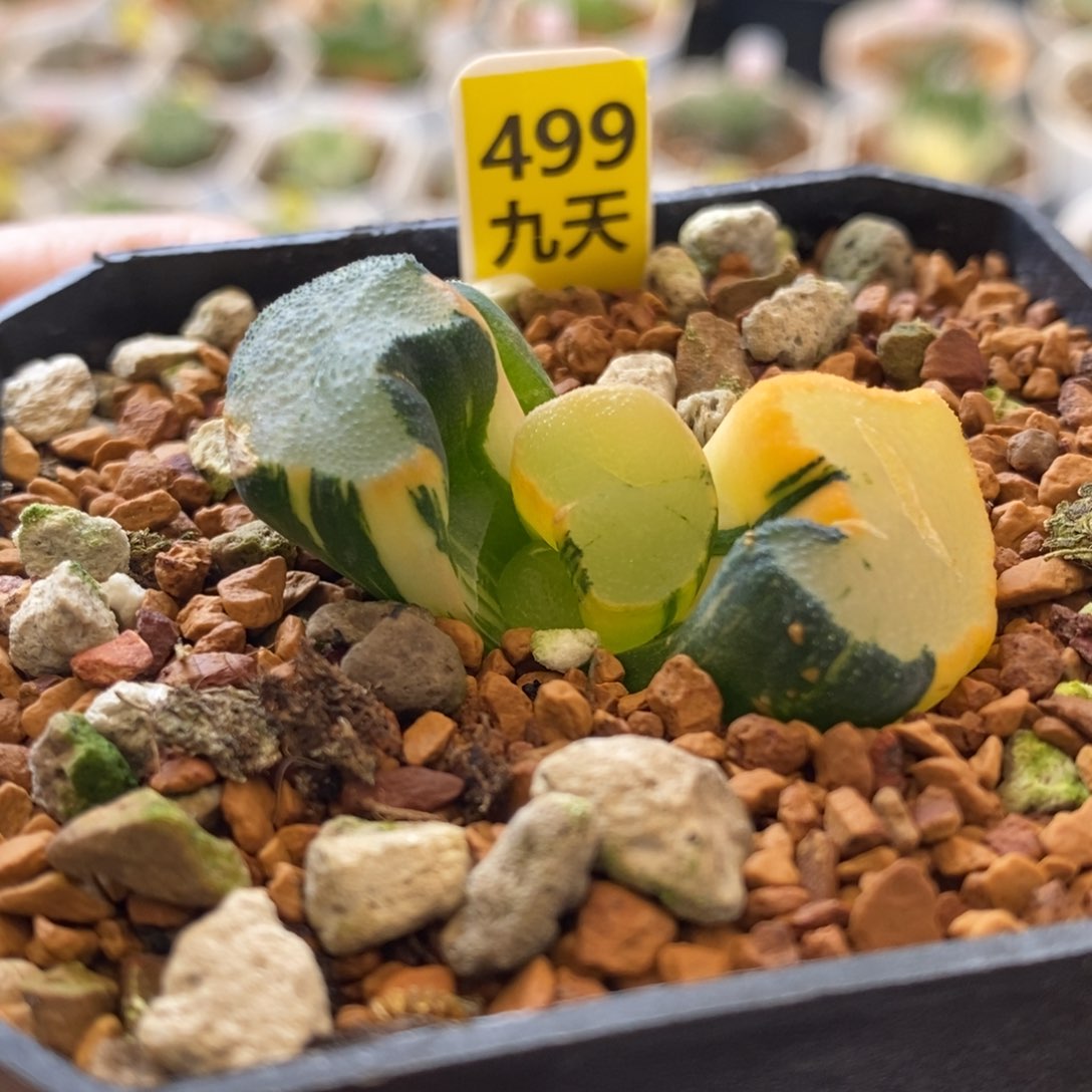 499号大明湖万象锦带盆