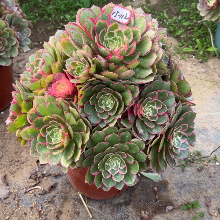 15-112粉花妖多肉植物