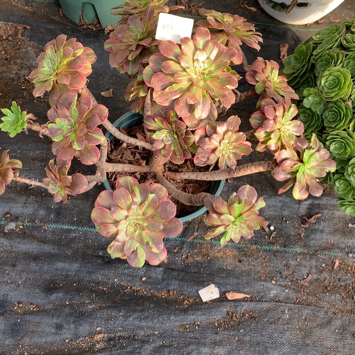 平****853粉黛多肉植物特价