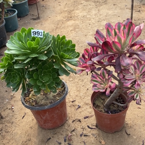 993，2颗多肉法师