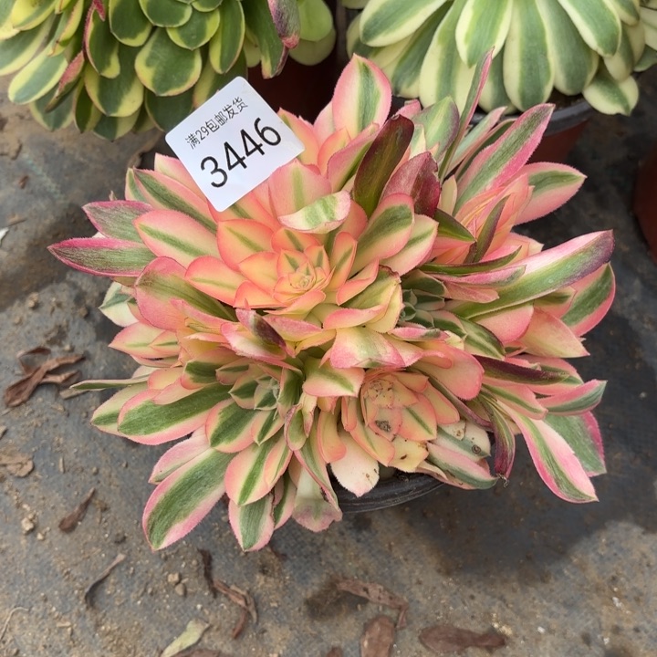 粉女巫多肉法师3446