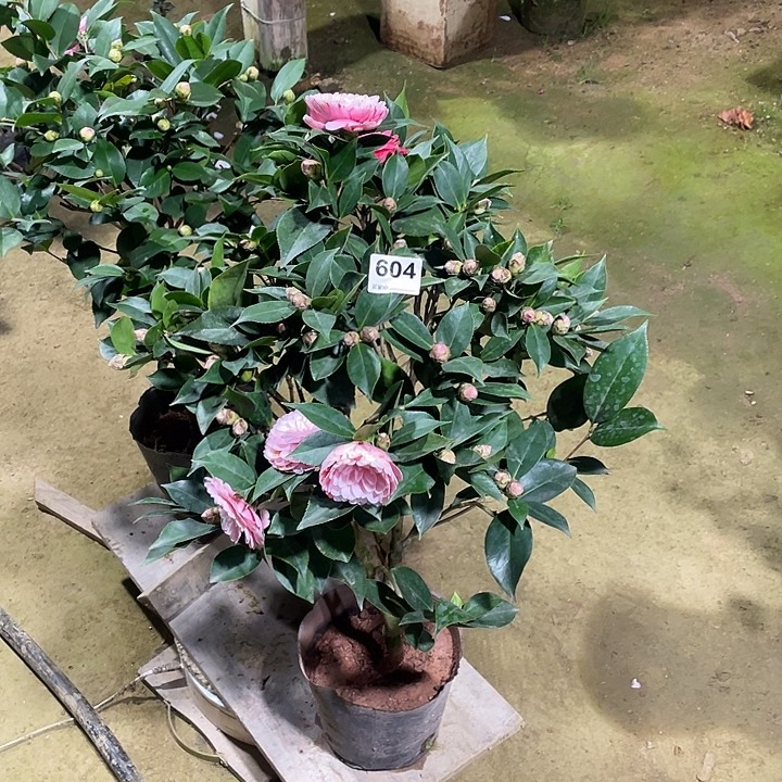 完全开放五色赤丹604顺丰