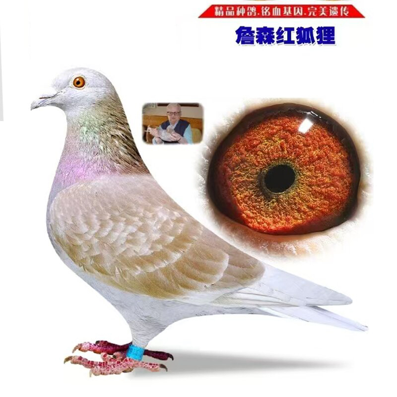 信鸽种鸽天落鸽桑杰士