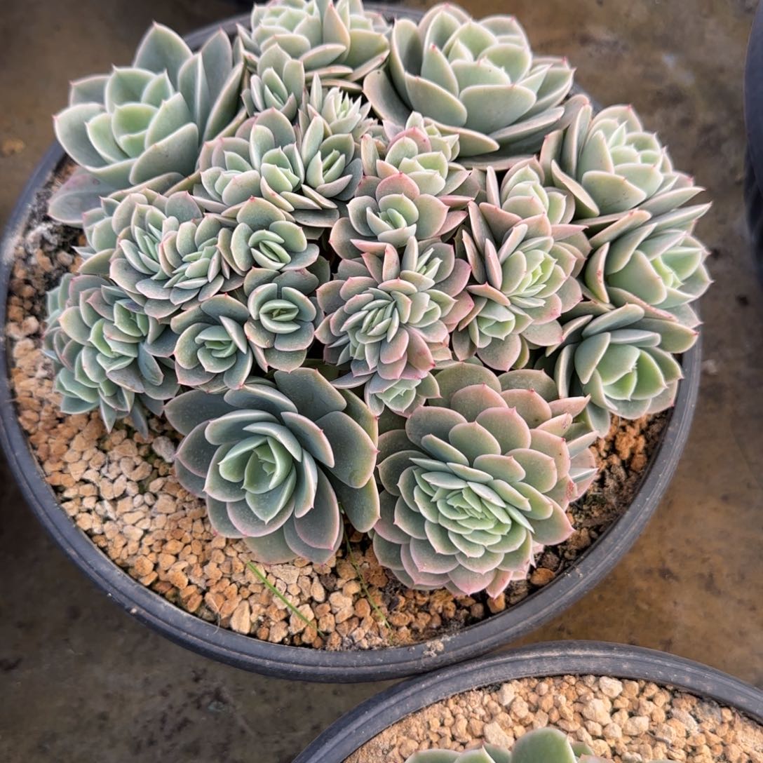 多肉植物多肉植物