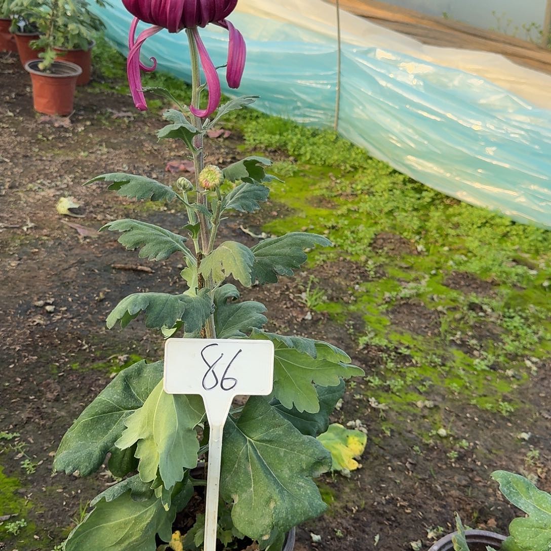 榕***下大部分花苞少量开放86无名紫