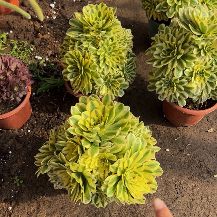 28.8迈巴赫一棵包邮