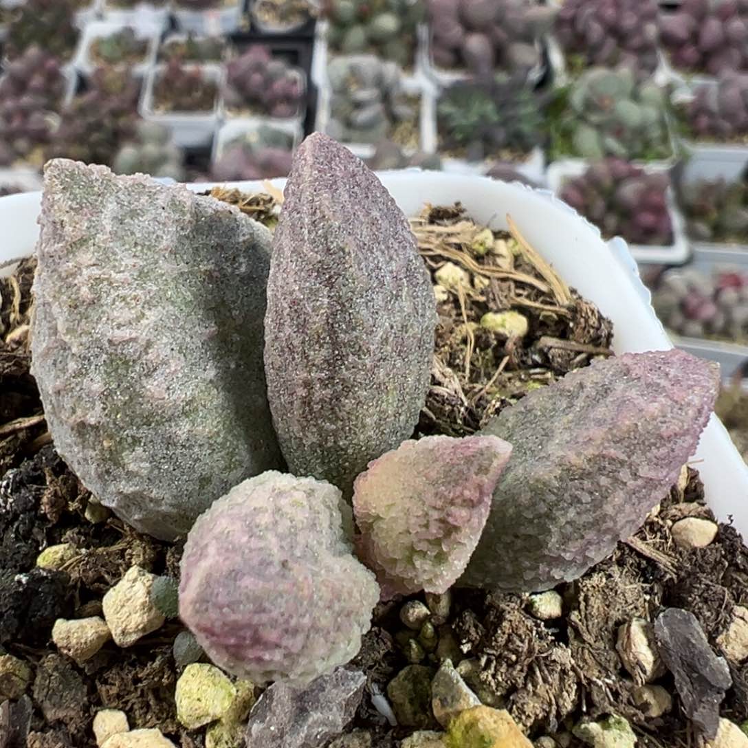 哈莫杂绿色系纹路款多肉植物