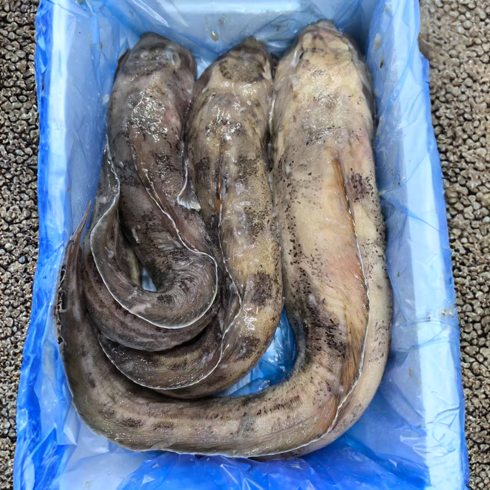 大连野生冷冻鲶鱼4斤装【大号鲶鱼】一斤一条左右 顺丰包邮 