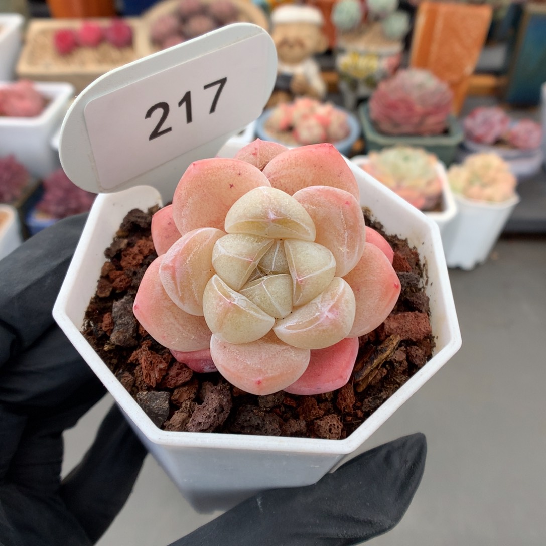 217 粉透钻石心冰玉