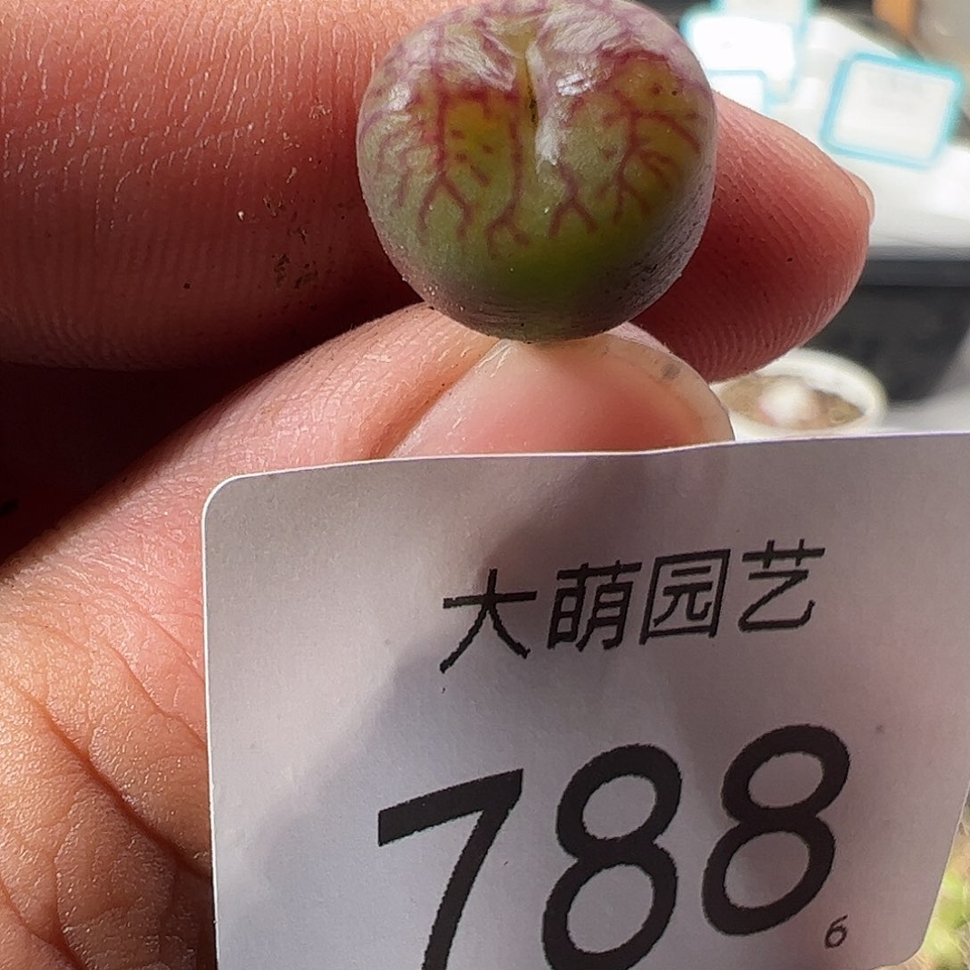 0000788 一物一拍……