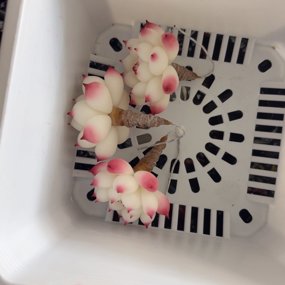 树脂制品5号噢噢噢哦哦