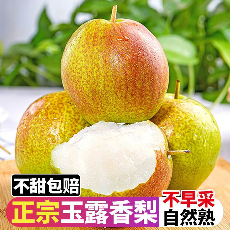  【正宗山西玉露香梨】现货树上自然熟特级大果新鲜当季薄皮