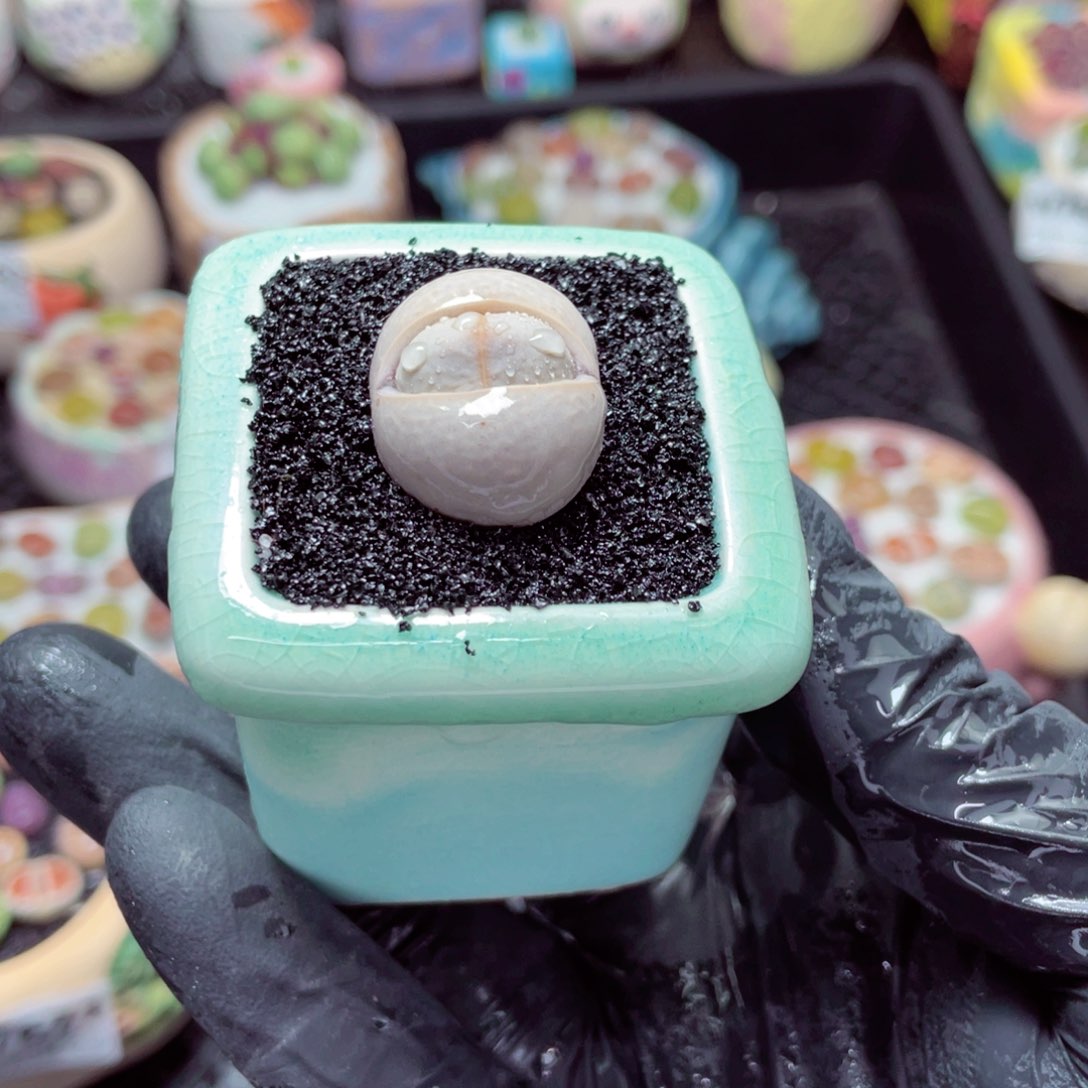 w7672--带盆土发货，零下地区拍保温箱