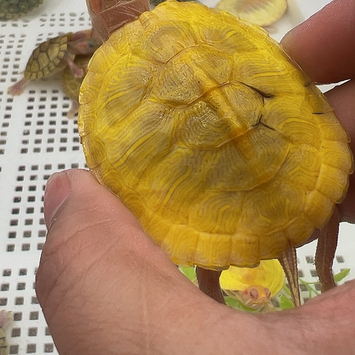 绿毛龟不分公母巴89578888
