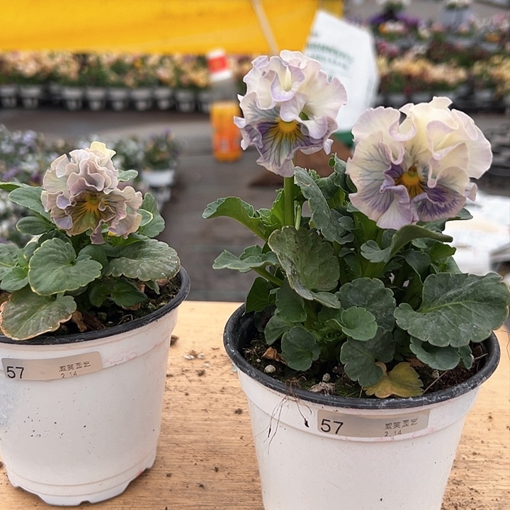 红陶抖音直播闪拍57