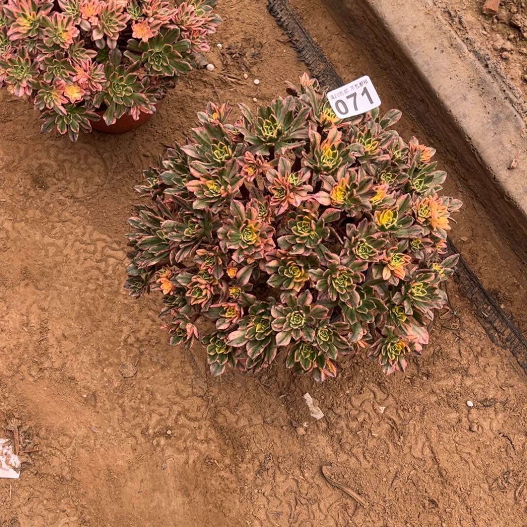 甜茶071不包断枝的