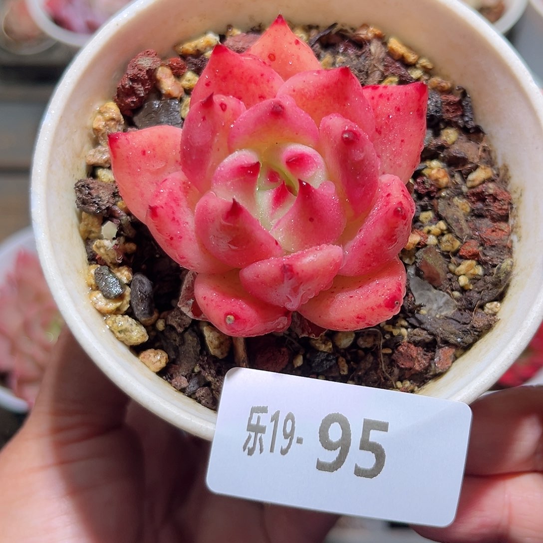 木乐19-95红颜密语