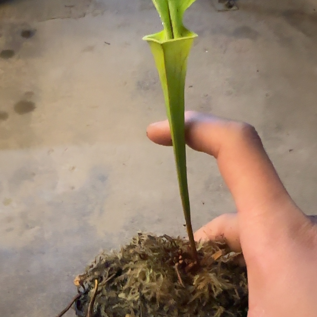 无花朵专拍瓶子草