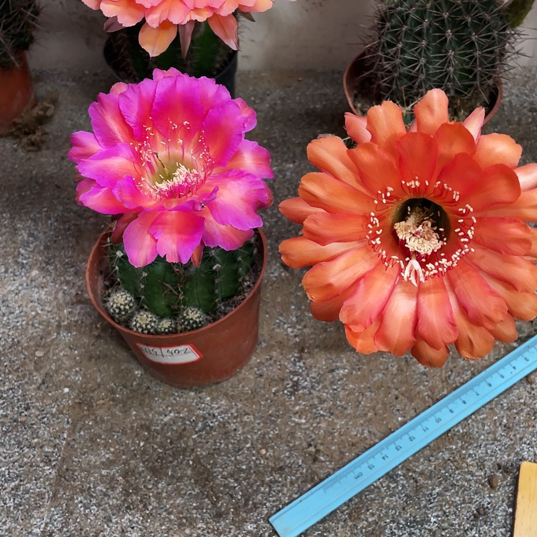 下*秒实生彩草两颗