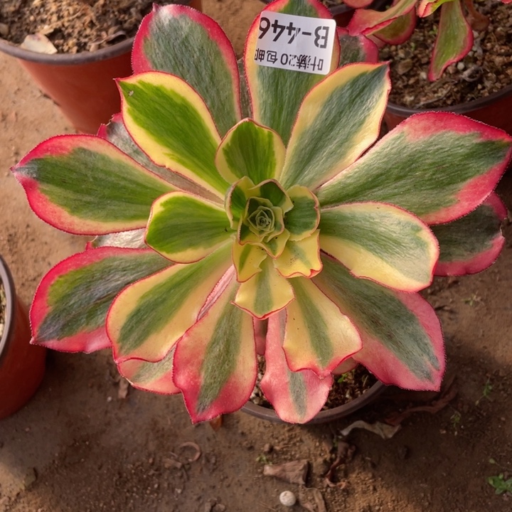 446魅影多肉11344678多肉