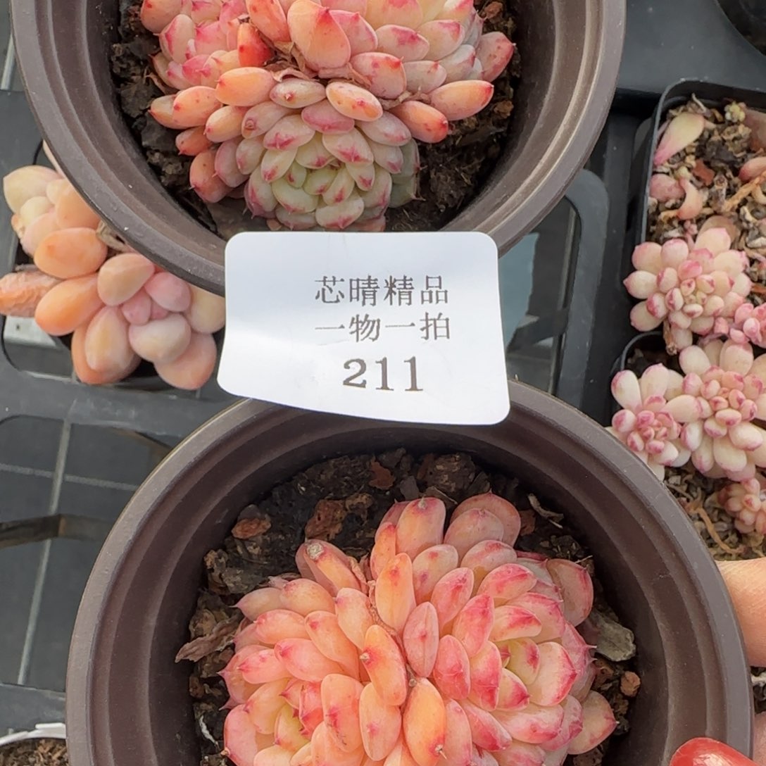 闪购精品多肉211号
